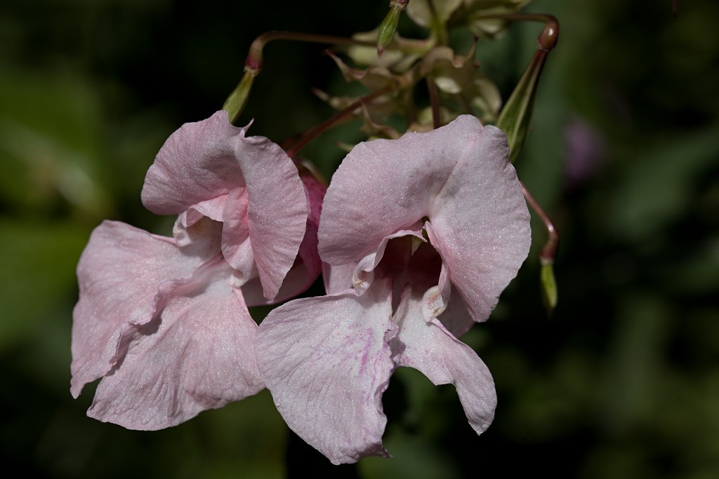 voornes duin tenellaplas Quackjeswater natuur natuurgebied natuurmonumenten hdr duinen Zuid Hollands landschap polder bossen natuurreservaat Natura 2000
